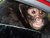 Monkey in my car