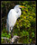 Egret on Perch