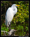 Picture Title - Egret on Perch