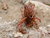 Ants attack 1