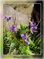 Picture Title - Wood Violets