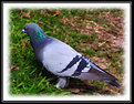 Picture Title - Texas Pigeon