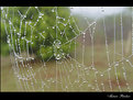 Picture Title - Water & Spider Home