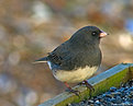 Picture Title - Dark-Eyed Junco