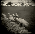 Picture Title - Pigs