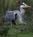 Picture Title - Bad hair day