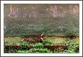 Picture Title - Mirror