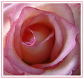 Picture Title - Rose