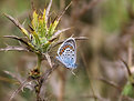 Picture Title - Tiny Butterfly