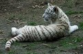 Picture Title - Little white tiger