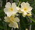 Jonquils?