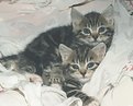 Picture Title - Kittens