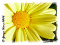 Picture Title - Argyranthemum