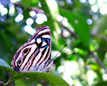 Picture Title - Butterfly #5
