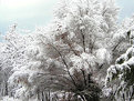Picture Title - A Winter Morning-2