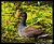 Common Moorhen