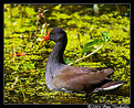 Picture Title - Common Moorhen