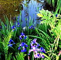 Picture Title - blue iris and pond