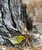 Pine Warbler