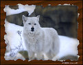Picture Title - Timber Wolf