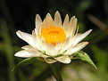 Picture Title - Beauty in the wild
