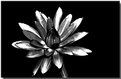 Picture Title - Black&White Lilly