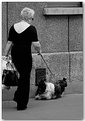 Picture Title - Parisian Pup