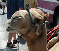 Picture Title - a friendly camel in Mezada....