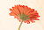 Gerbera