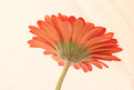 Picture Title - Gerbera