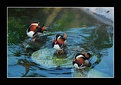 Picture Title - Three lil ducks
