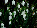 Picture Title - snowdrops