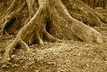 Picture Title - ROOTS
