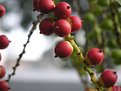 Picture Title - Indonesian Fruit