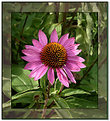 Picture Title - Coneflower