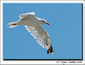 Picture Title - Seagull I