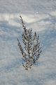 Picture Title - Growing in the "clouds"