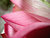 lotus flower detail