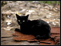 Picture Title - Cat on Rust