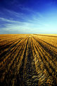 Picture Title - corn