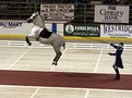 Picture Title - Lipizzaner Airs Above the Ground