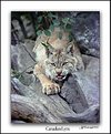 Picture Title - Canadian Lynx