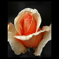 Picture Title - Rose