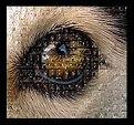 Picture Title - Dog eye mosaic