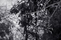 Picture Title - Winter In GA -01-