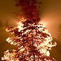 Picture Title - LDS parking lot tree