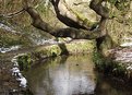 Picture Title - Bishopston Valley