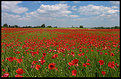 Picture Title - poppies