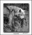 Picture Title - Timber Wolf