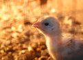 Picture Title - Glowy chick..